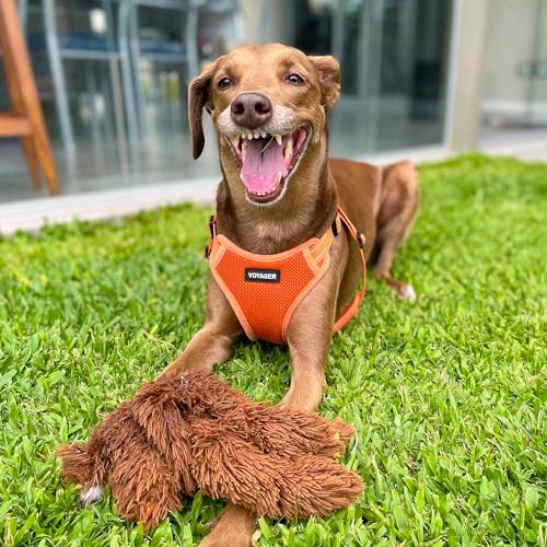 Voyager Adjustable Step (Harness Leash Set (Orange) / XS)