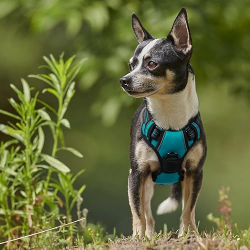 Dog Harness No Pull with 2 Leash Clips (X-Small / Teal)