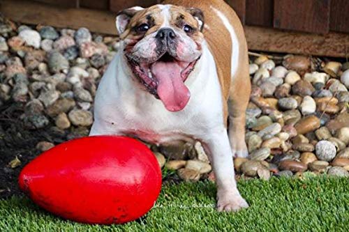 Jolly Egg Dog Toy (Large (12 in) / Red)