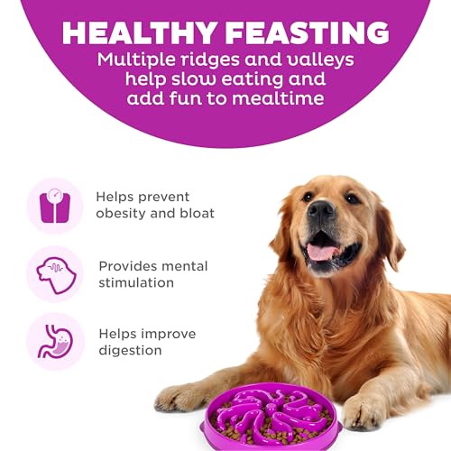 Fun Feeder Slo Bowl (Purple / Large)