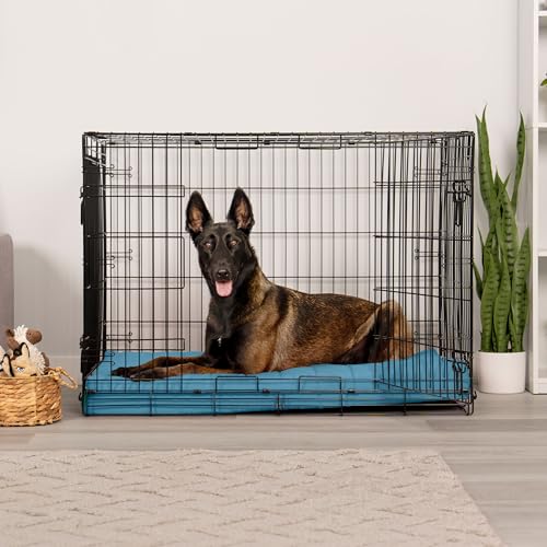 Orthopedic Dog Bed (X-Large / Lagoon)