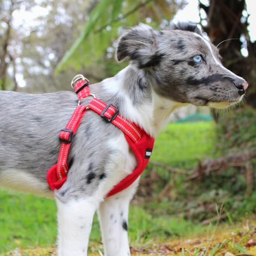 Voyager Adjustable Step (Harness Leash Set (Red) / S)
