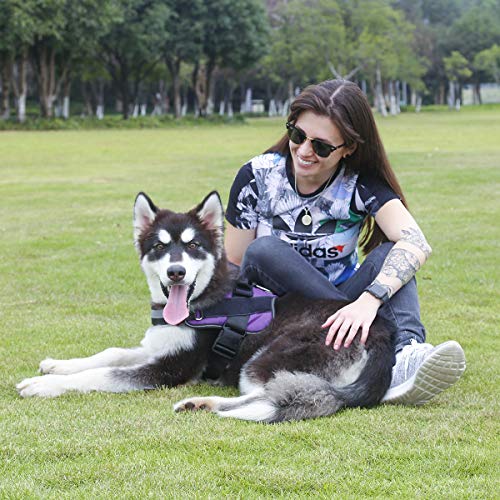 Dog Harness No (Large (Pack of 1) / Purple)