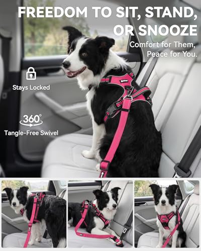 3-in-1 Bungee Dog Seat Belt for Car, Medium and Large Dogs, Hotpink (Hot Pink / (21.6-31.5) inch)