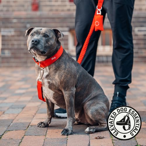 Bungee Dog Leash Shock Absorbing (Black / Small)