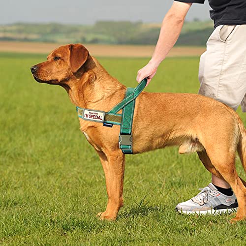 No Pull Dog Harness with Soft Padded Handle (XS / Green)