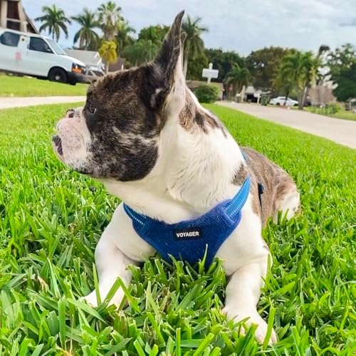 Voyager Adjustable Step (Harness Leash Set (Royal Blue) / XL)
