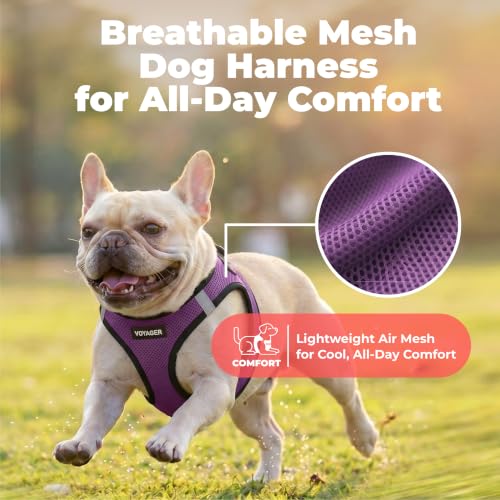 Voyager Step in Air Dog Vest Harness (Purple/Black Trim / M (Chest: 16 - 18"))
