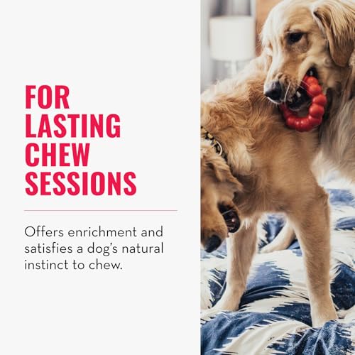 Ring Natural Rubber Chew Toy for Dental Health (Small (Pack of 1))