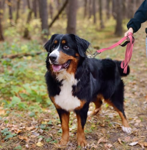 5FT 1IN Heavy Duty Dog Leash for Large Dogs with 2 Padded Handles (Pink / 1 in x 5 ft)