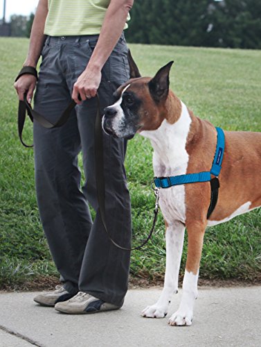 Deluxe Easy Walk Harness (Small / Ocean)