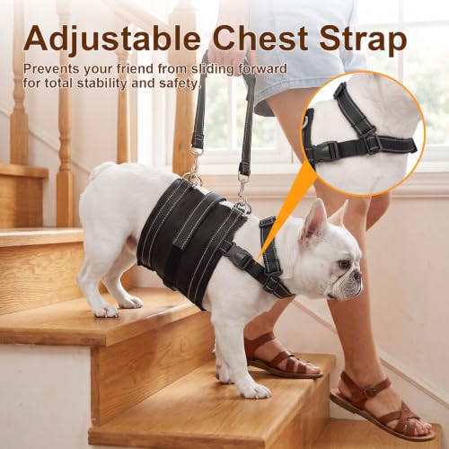 Adjustable All Dog Lift Harness for Large Dogs (Black (Female & Male) / Small)