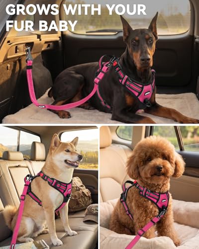 3-in-1 Bungee Dog Seat Belt for Car, Medium and Large Dogs, Hotpink (Hot Pink / (21.6-31.5) inch)