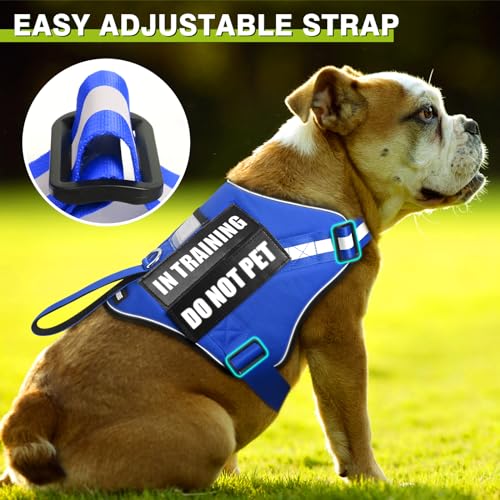 Service Dog Harness and Leash Set (Medium / Blue)