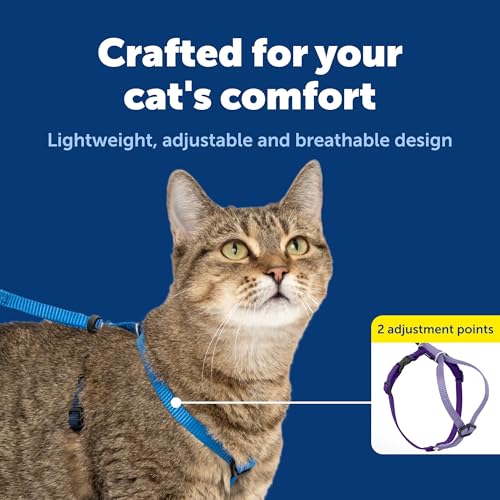 Come with Me Kitty Harness and Bungee Cat Leash (Large (Pack of 1) / Royal Blue)