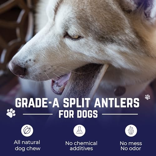 Split Elk Antlers for Dogs (split - Large - 1 Pack)
