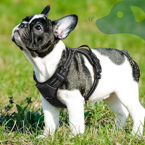 Dog Harness for Small Dogs (Small / Black)
