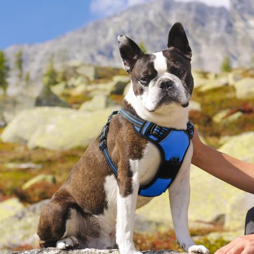 Dog Harness for Medium Sized Dogs (Medium / Blue)
