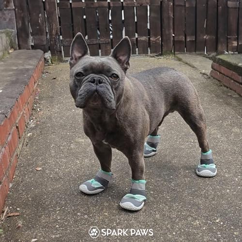 365 Dog Shoes (Turquoise / Size 8: 3"x3.35"(W*L) (Pack of 4))