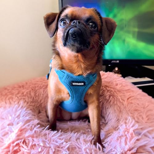 Voyager Step in Flex Adjustable Dog Harness (Harness (Turquoise) / XS)