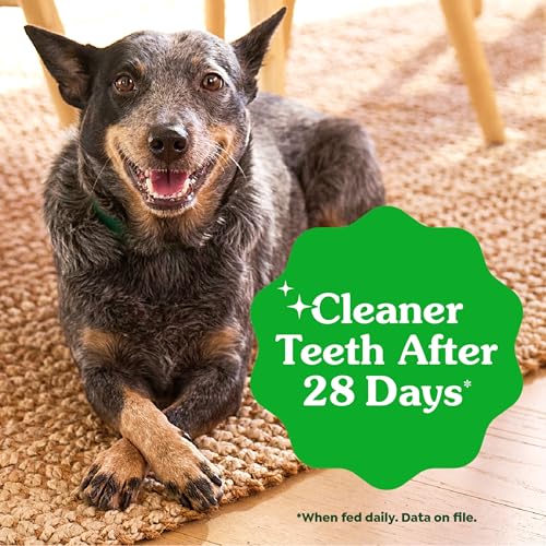 Regular Dental Dog Treats (72 Count (Pack of 1))