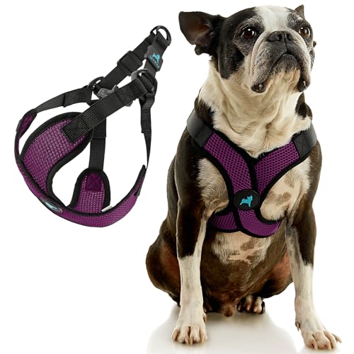 Comfort X Step (Large (19-22") / Purple)