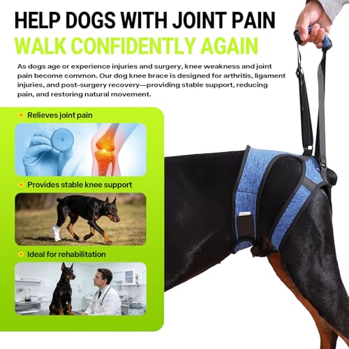 Dog Lift Harness (M / Blue)