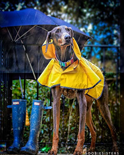 SPOT Rainy Days Slicker (XXL)