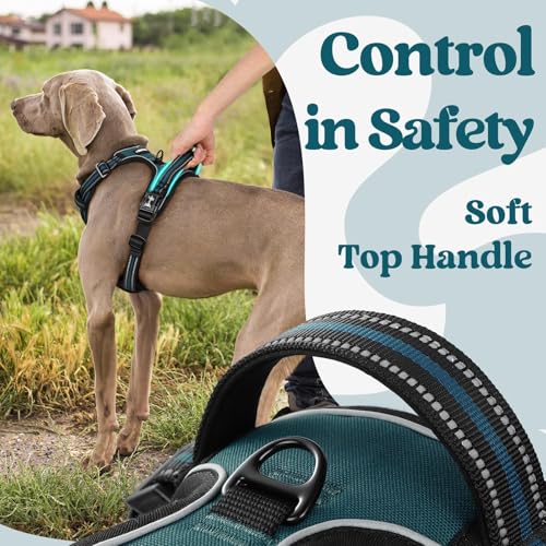 Dog Harness for Large (X-large / Blue Coral)