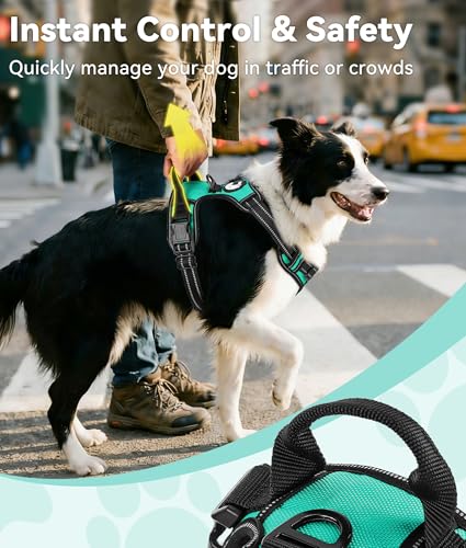 No Pull Dog Harness Medium Sized Dog (Medium / Teal)