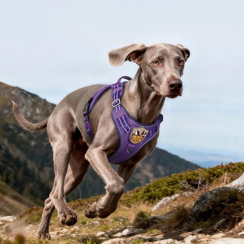 Tactical Dog Harness for Large Dogs (L(Chest:22"-37",Neck:21.1"-30.3",Back:8.3") / Purple)