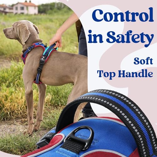 Dog Harness Small Sized (Small / Blue & Red)