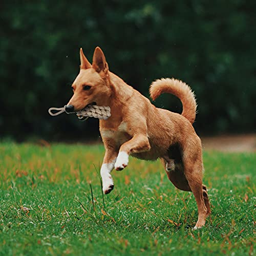 Dog Chew Toys