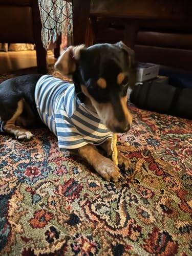 Turtleneck Dog Shirt Cute Doggie Embroidery Super Soft Dog Sweatshirt Stretchy Striped Puppy Pullover for Cats Small Medium Large Dogs (Blue Striped / Medium)