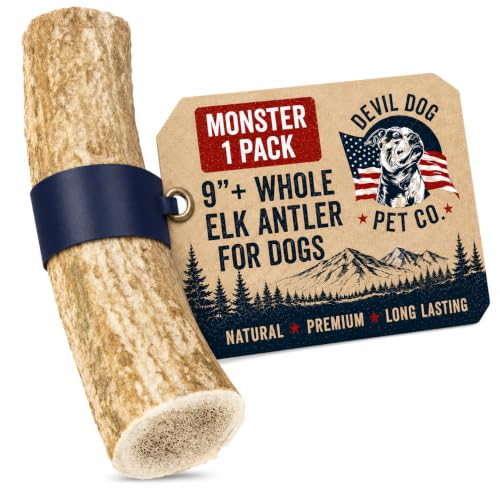 Whole Elk Antlers for Dogs (WHOLE - Monster - 1 Pack)