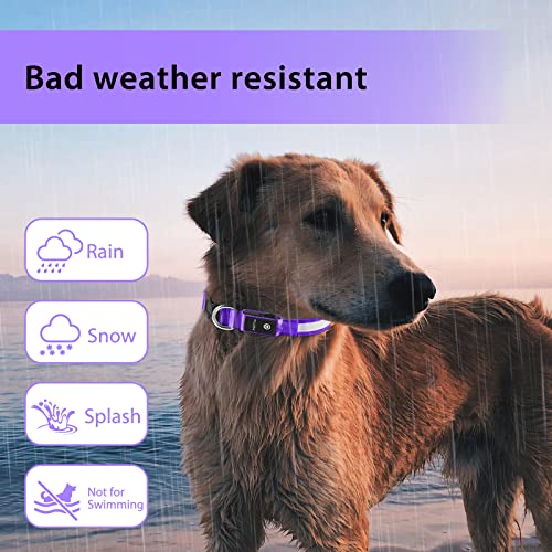 Light up Dog Collar (Purple / L(19 inch-23.6 inch))