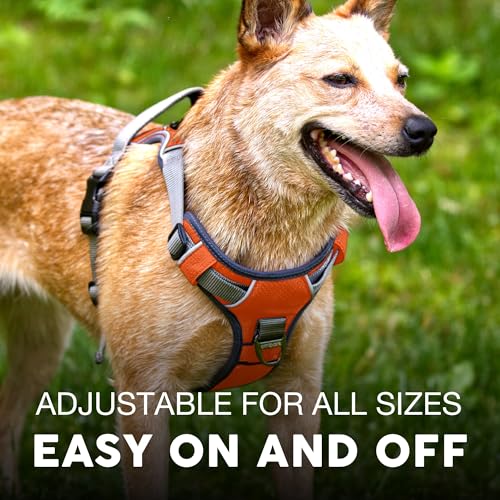 Embark No Pull Dog Harness (S / Orange)