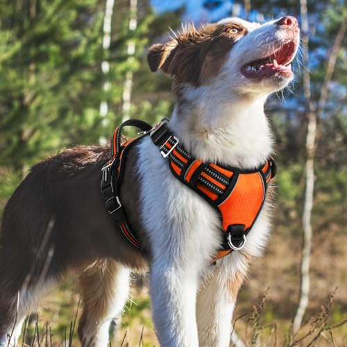 Dog Harness Medium Sized (Orange / Medium)
