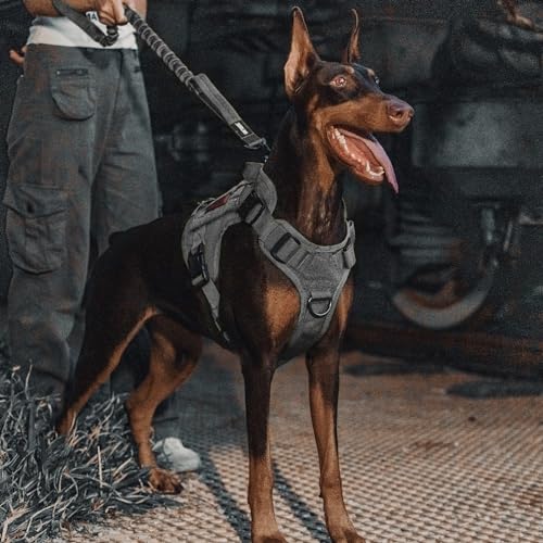 Tactical Bungee Leash with 2 Handles Quick Release (Grey / 85cm-118cm/33.5in-46.5in)