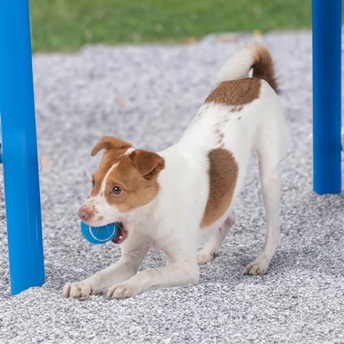 Interactive Squeaky Dog Chew Toy (Tennis (Assorted Color) / Medium (Pack of 8))