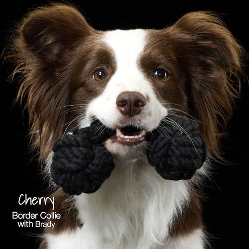 Brady The Rope Tug Toy 3 (Sandy Chic / One Size)