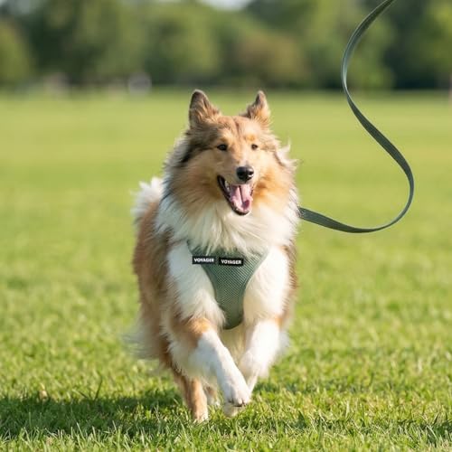 Voyager Step in Air All Weather Mesh Harness and Reflective Dog 5ft Leash Combo with Neoprene Handle (Moss Green / XXS (Chest: 12 - 13.5"))