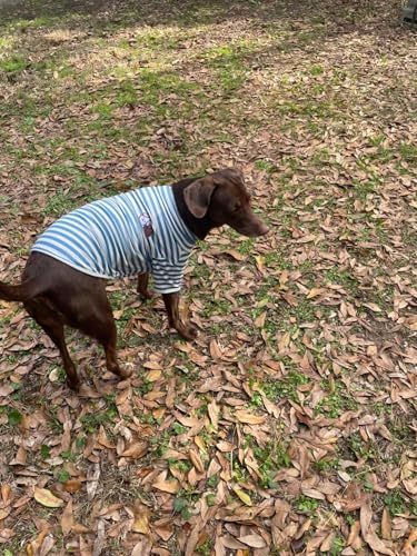 Turtleneck Dog Shirt Cute Doggie Embroidery Super Soft Dog Sweatshirt Stretchy Striped Puppy Pullover for Cats Small Medium Large Dogs (Blue Striped / XXXX-Large)