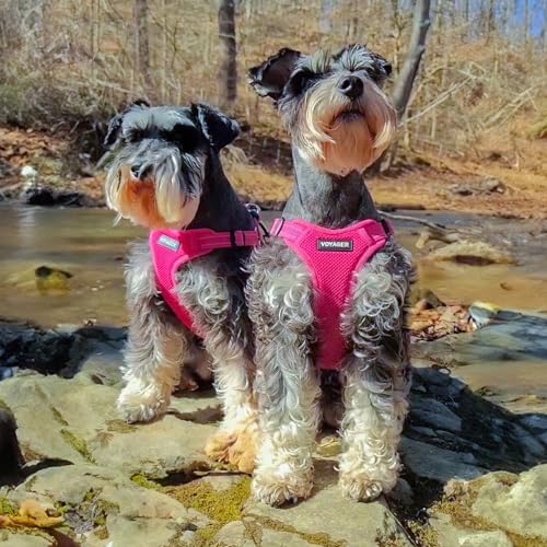 Voyager Step in Flex Adjustable Dog Harness (Harness (Fuchsia) / M)