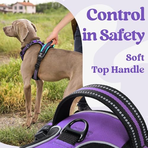 Dog Harness Medium Sized (Medium / Purple)