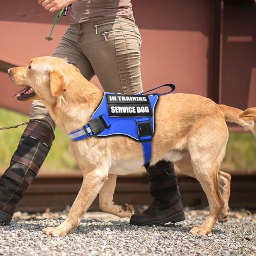 Service Dog Vest Harness and Leash Set+10 Patches (Extra-large / Blue)