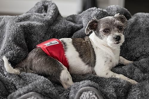 Washable Belly Bands for Male Dogs (Large (20-25") / Kingsmen)