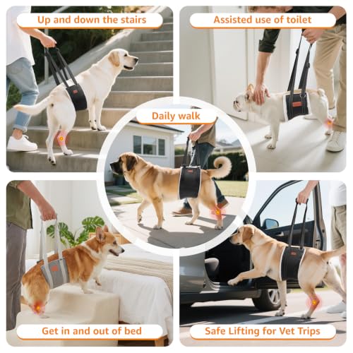 Dog Lift Harness for Large Dogs Hind Leg Support for Weak Rear Legs (Black / X-Large)