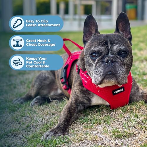 Voyager Adjustable Step (Harness Leash Set (Red) / XS)