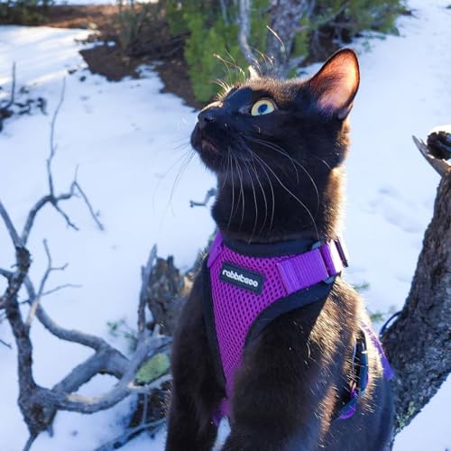 Cat Harness and Leash Set (Xxs / Purple)